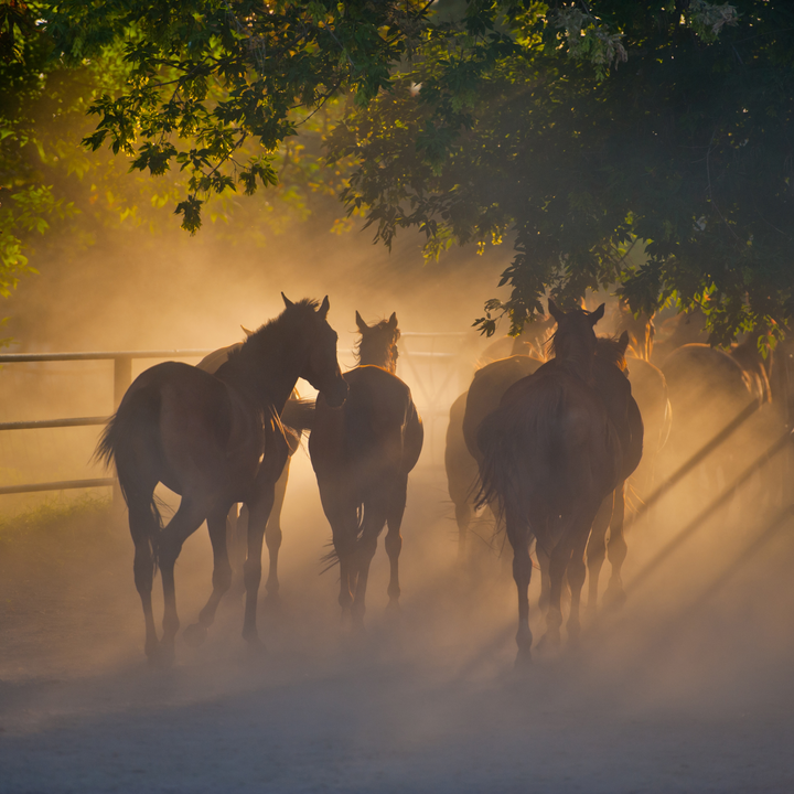 Shop for Horse